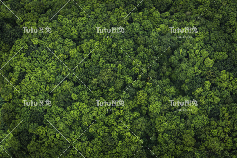 森林绿叶鸟瞰图林地树冠自然背景