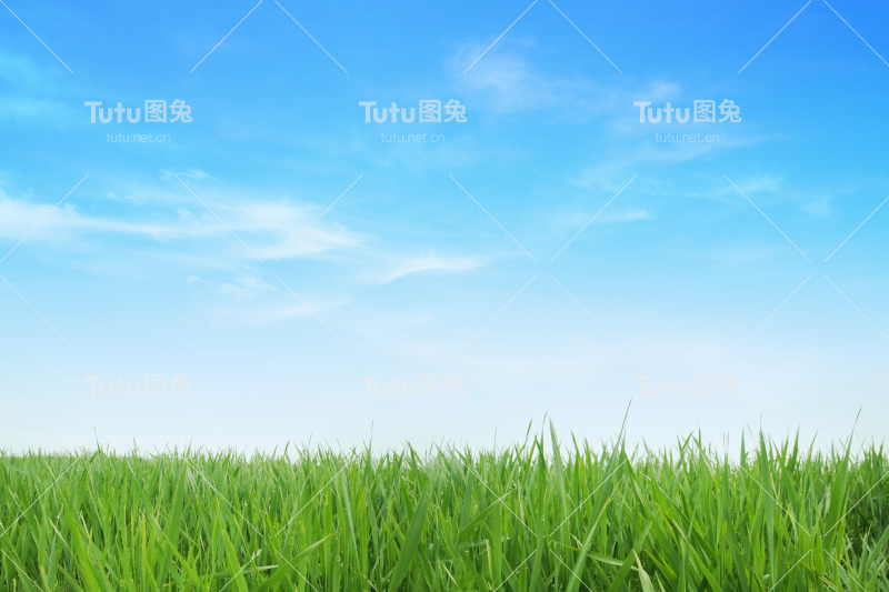 苍翠的草地，蓝天为背景