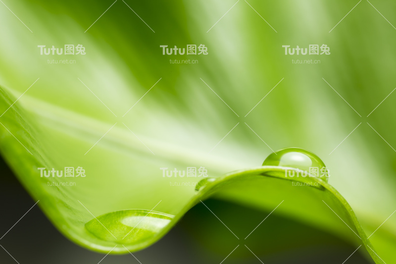 带雨滴的叶子