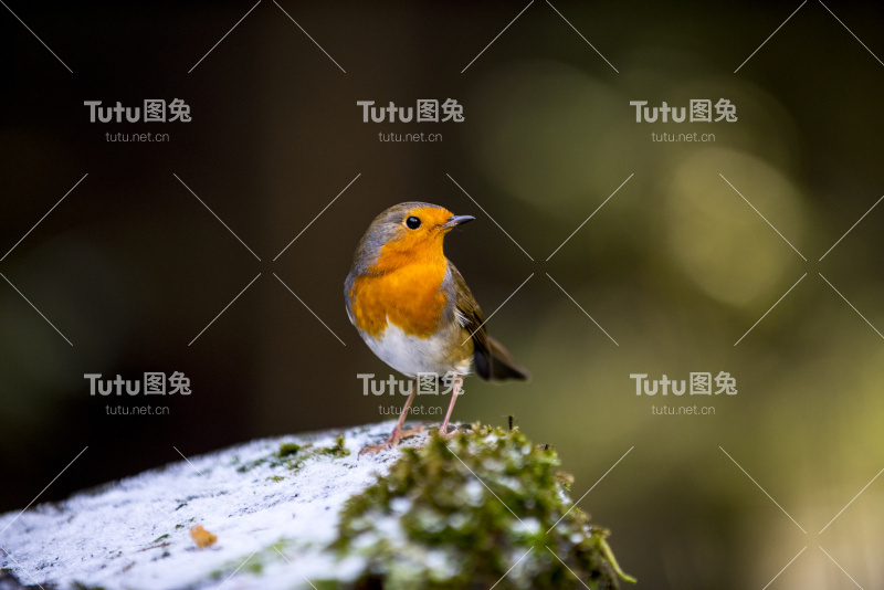 欧洲罗宾(红心rubecula)