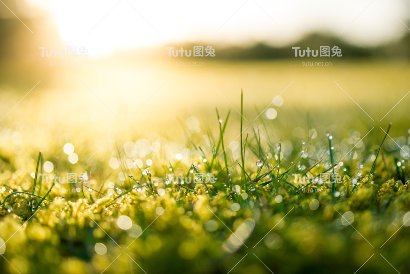 绿色的大自然