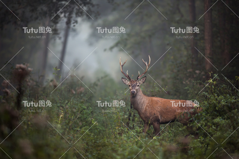 红鹿(Cervus elaphus)