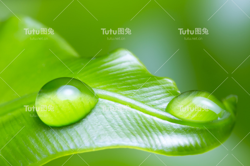 带雨滴的叶子