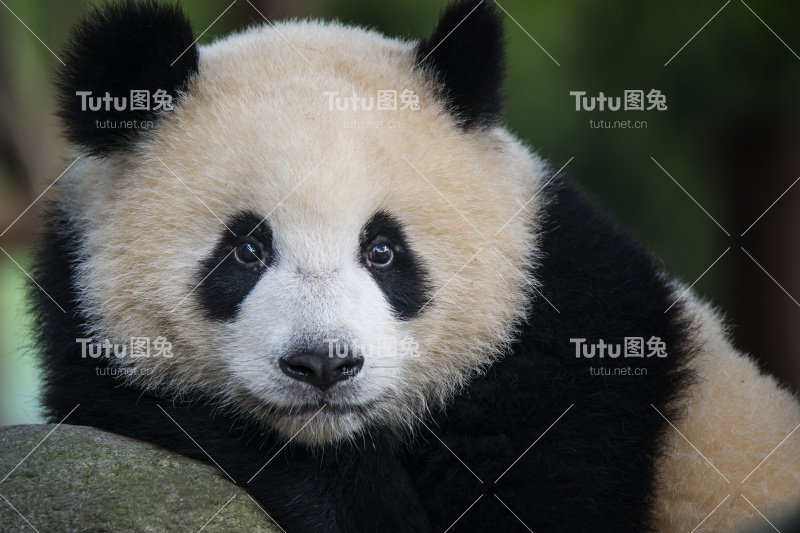 大熊猫(Ailuropoda melanoleuca)