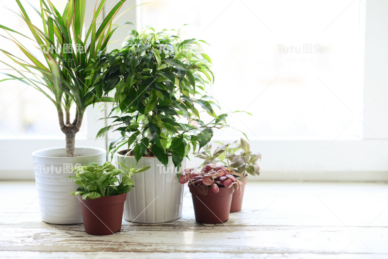 窗台上花盆里的花