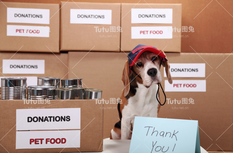 帮助那些无家可归的狗