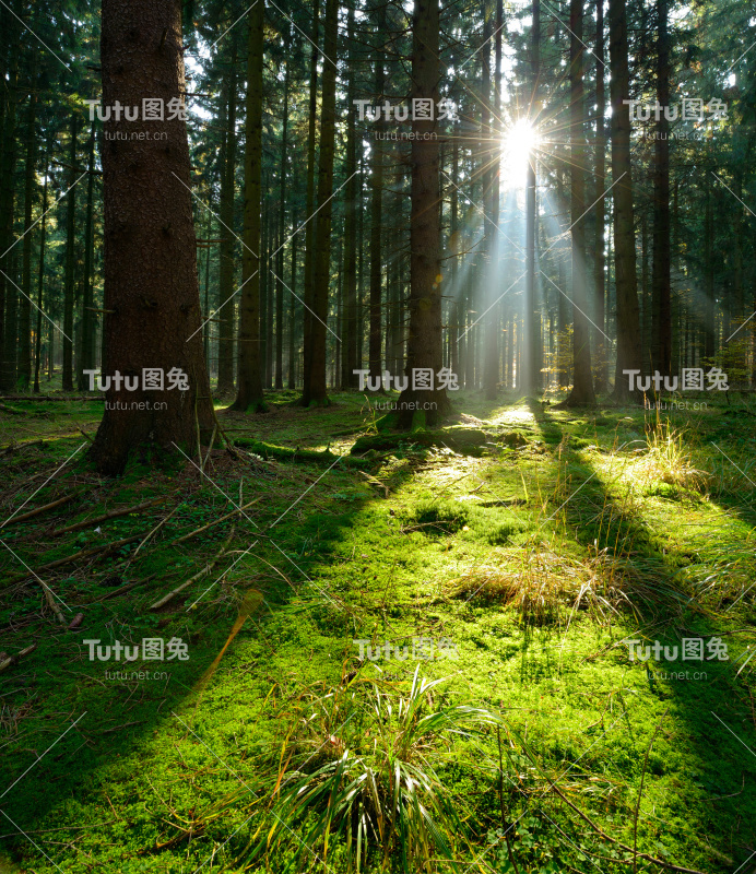 阳光在天然云杉林地，苔藓覆盖的森林地板