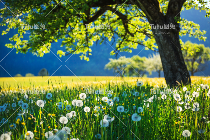 Alpen景观-绿色草地充满春天的鲜花-选择性焦点(不同的焦点检查其他图像在系列)