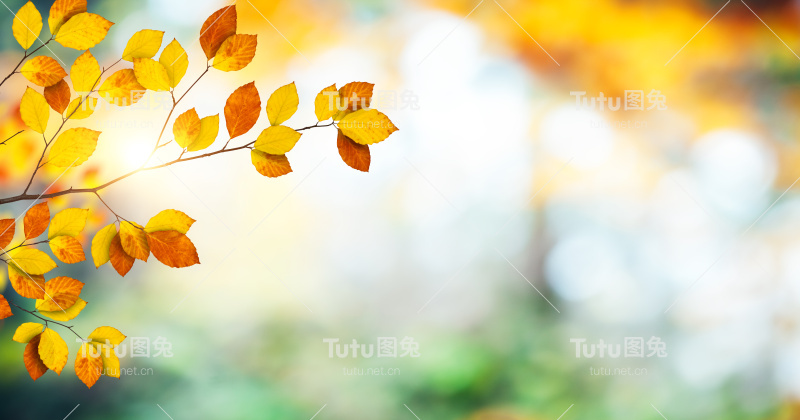 全景秋天背景