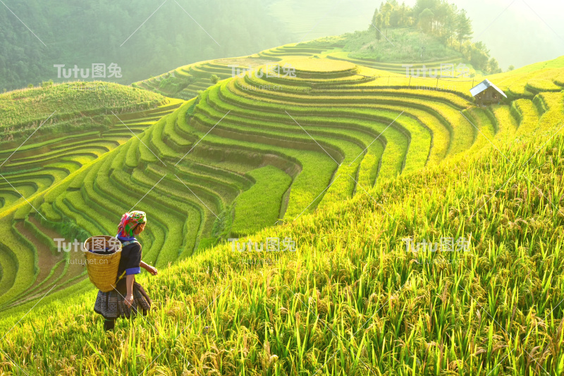 越南西北部的稻田正在准备收割。越南的风景。