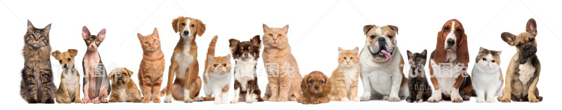 一群猫和狗