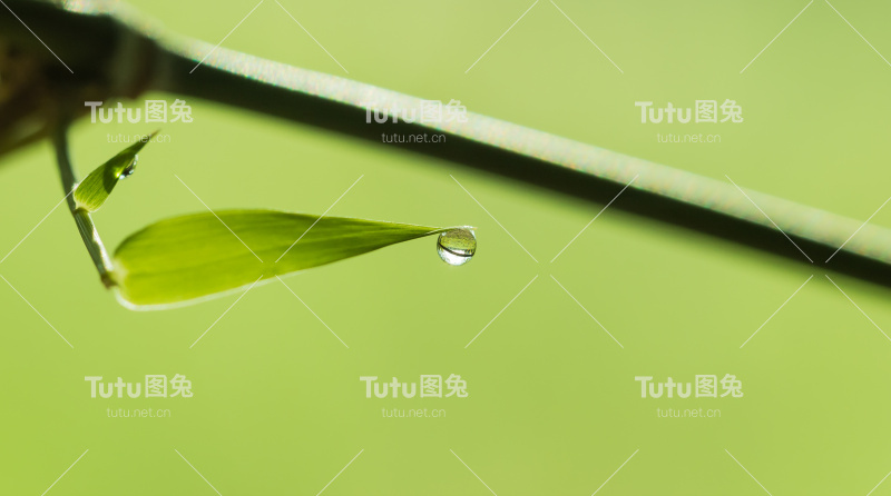 绿叶竹叶上的露珠