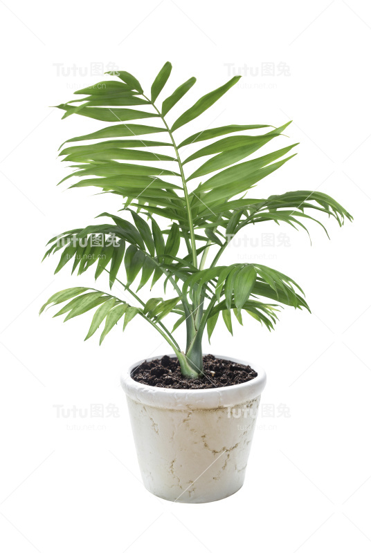 把洋甘菊种在花盆里