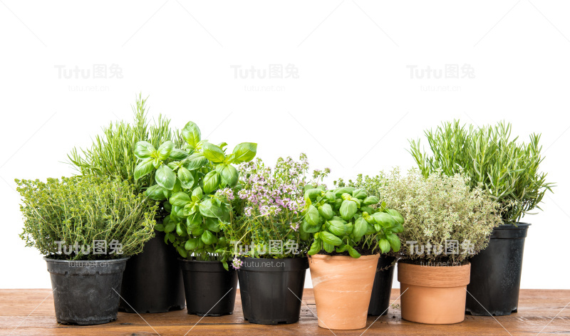 新鲜的香草，罗勒，迷迭香，百里香，美味的白色背景