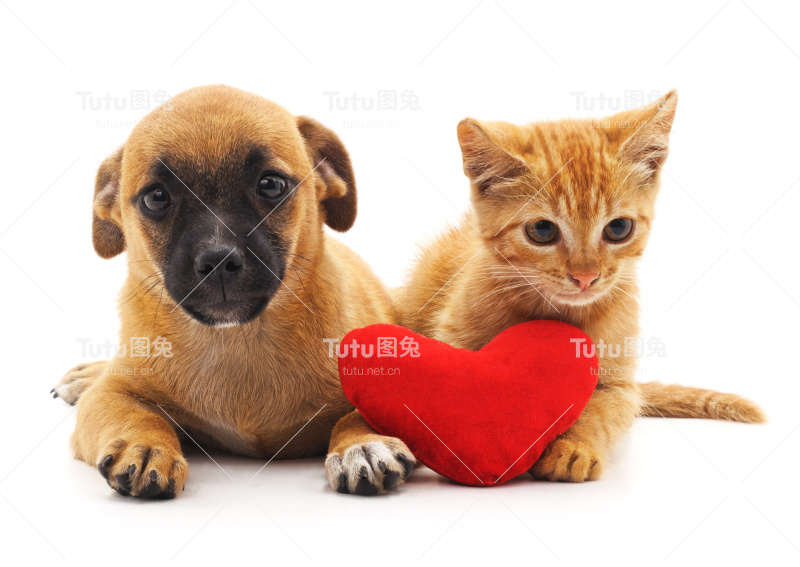 小狗和小猫用心。