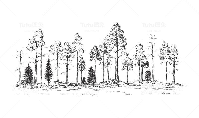 森林的全景从不同的树木