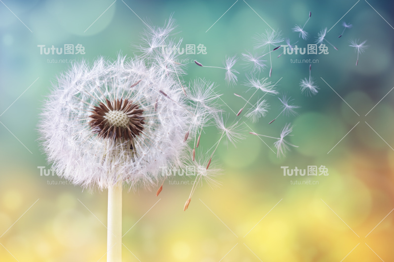 蒲公英时钟在早晨的阳光