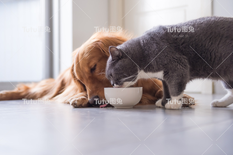 金毛猎犬和英国短毛猫正在进食