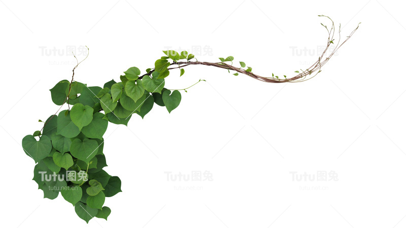 心型绿色叶片的朦胧牵牛花(Ipomoea obscura)攀缘藤本植物孤立在白色的背景，包括修剪路径。