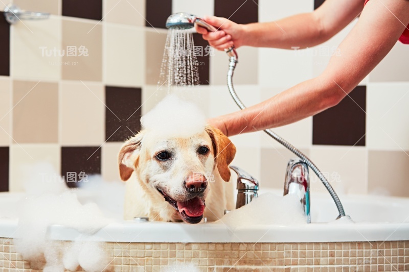 狗在洗澡