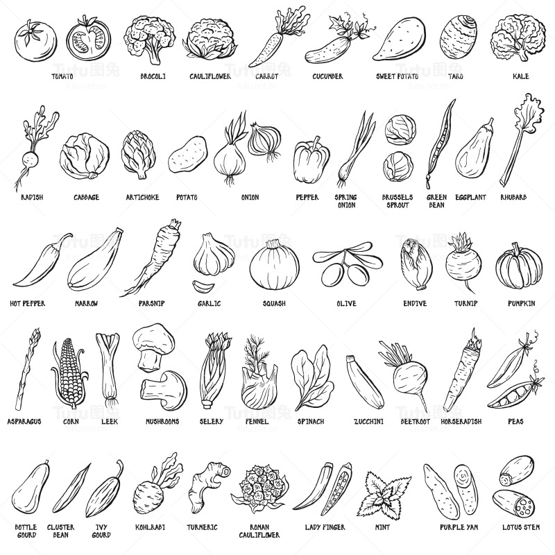 手绘矢量蔬菜和香草复古插图。