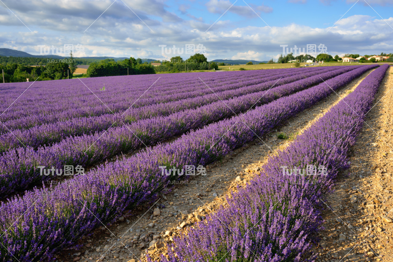 普罗旺斯的乡村风景