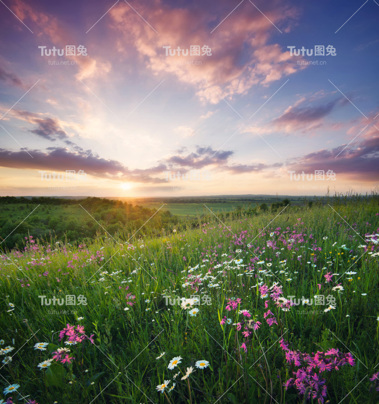 日出时山野上的花。美丽的自然景观在夏季时间