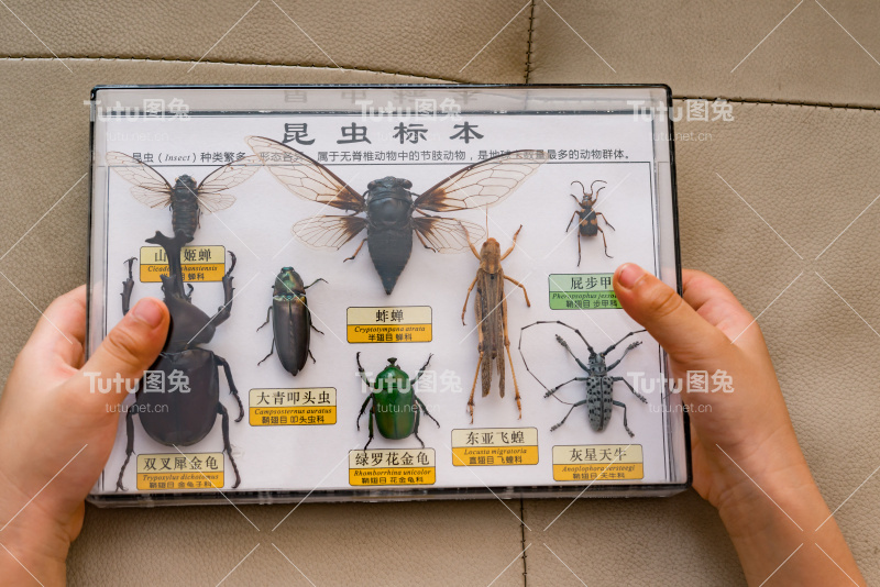 孩子们拿着一盒昆虫标本，上面的中文是收集昆虫标本并解释什么是昆虫，其他中文是相关昆虫的名称