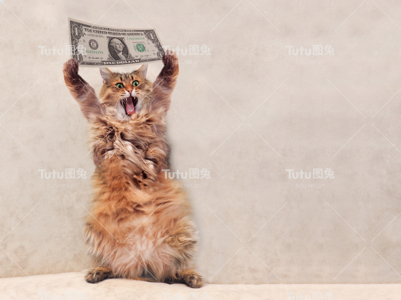 这只毛茸茸的大猫站着很滑稽。住3