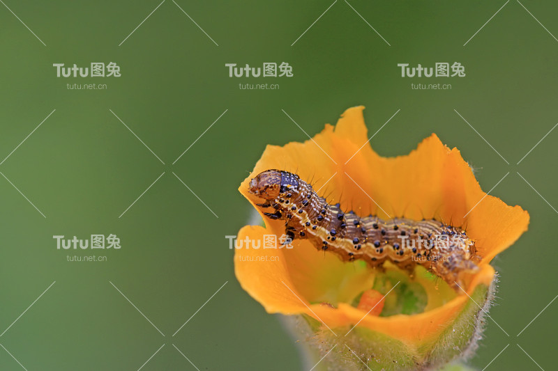 蝴蝶幼虫在黄色的花，特写照片