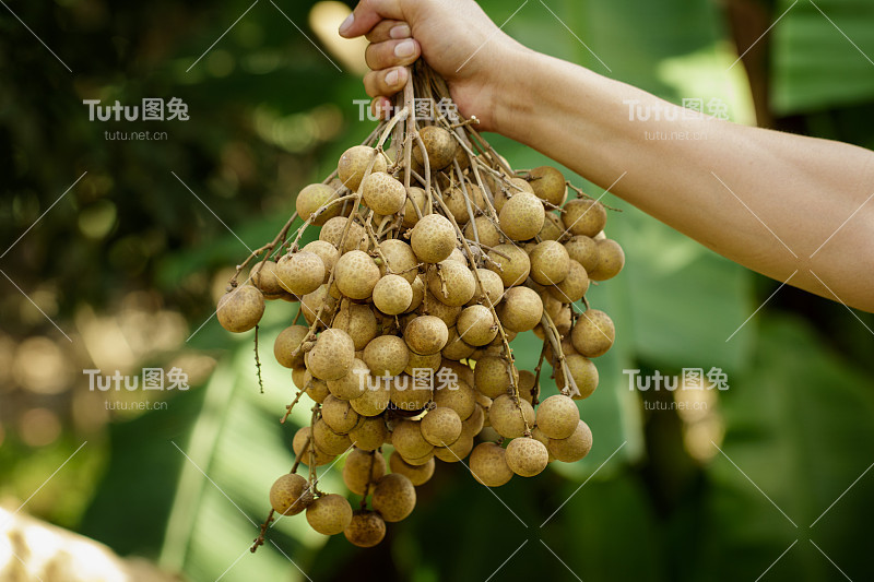 刚从花园里采摘的龙眼。热带水果美丽的龙眼在德，泰国。龙眼果园。