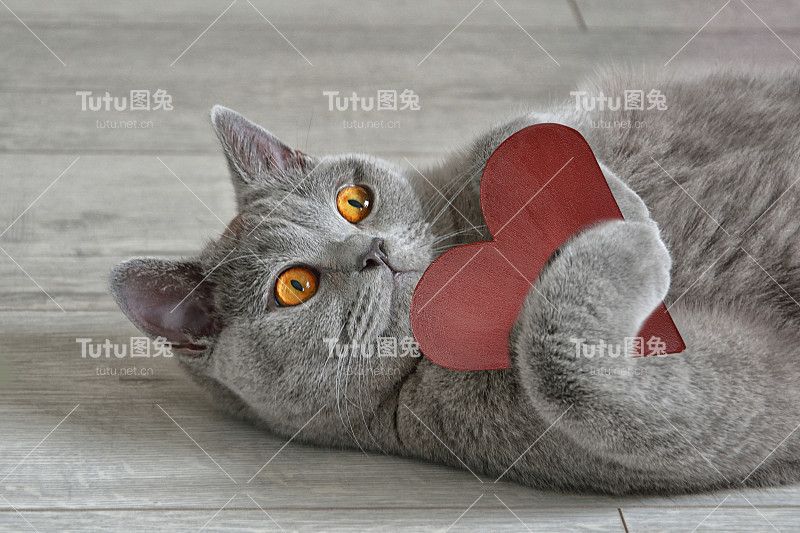 贺卡上有一只英国短毛猫，上面有一颗红心。情人节的概念。