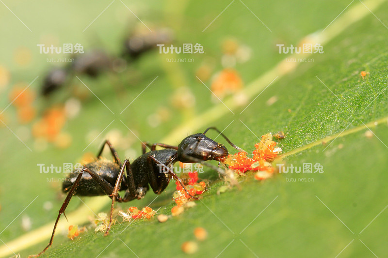 竹节藻对野生植物的研究