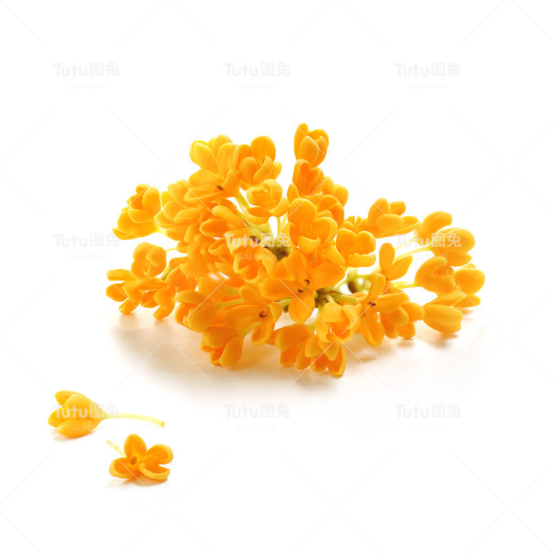 桂花