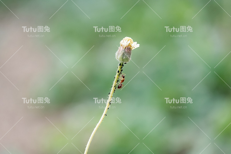 美丽的草花和红色的蚂蚁