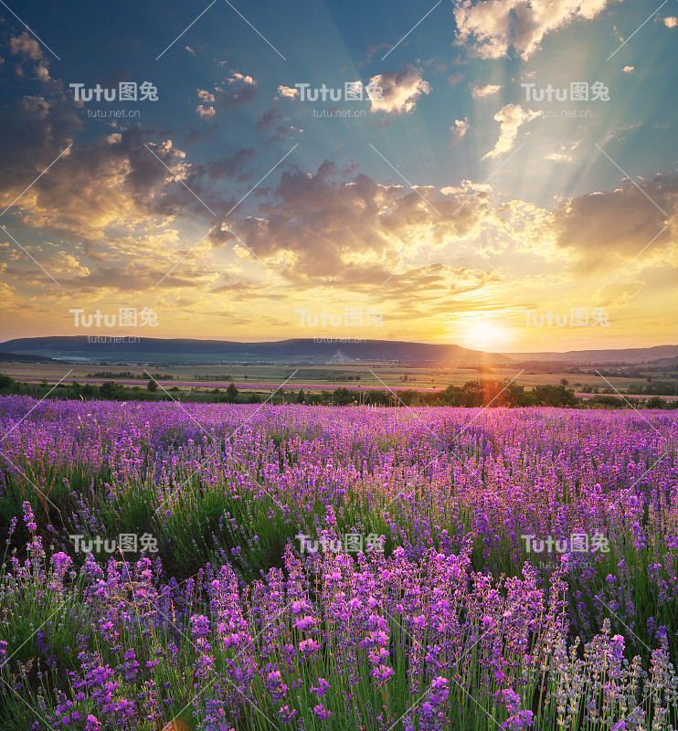 薰衣草的草地。