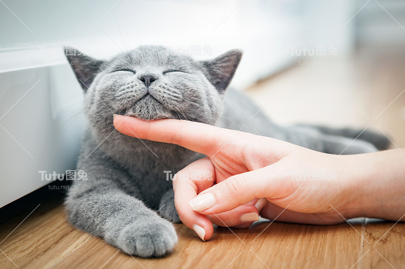 快乐小猫喜欢被女人的手抚摸。