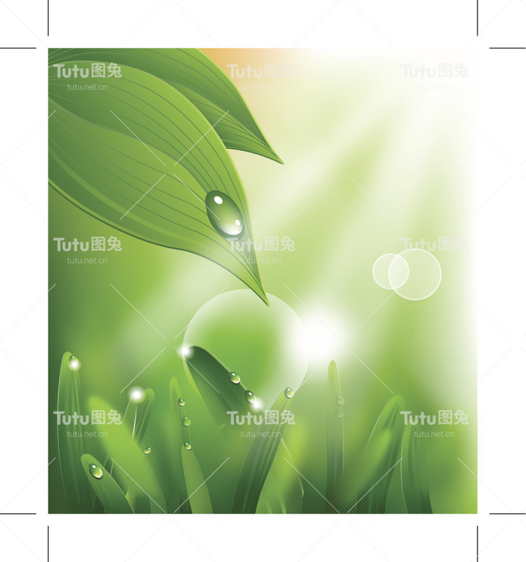 草叶上的晨露
