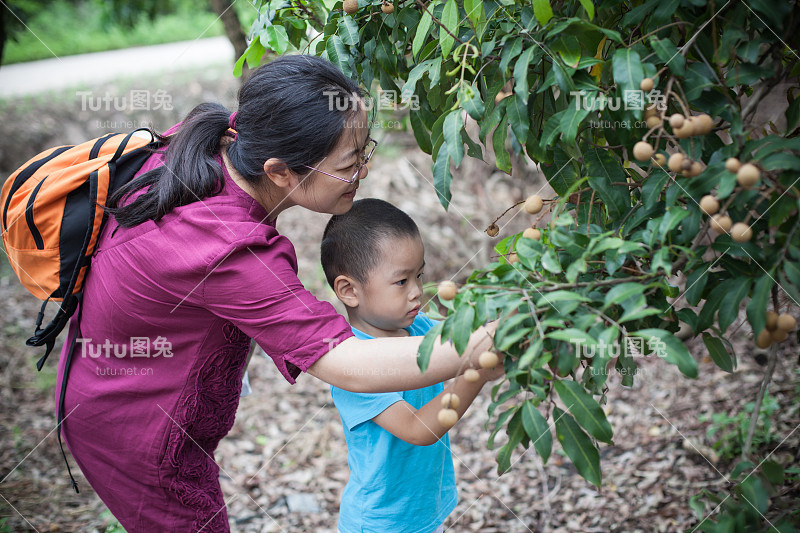 龙眼种植园里的亚洲妇女和孩子