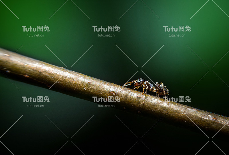 蚂蚁微距摄影