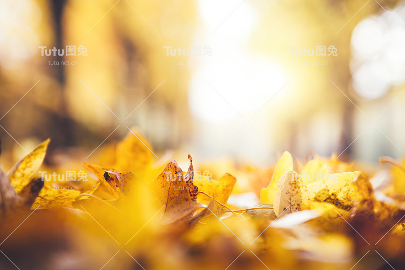 公园的秋叶