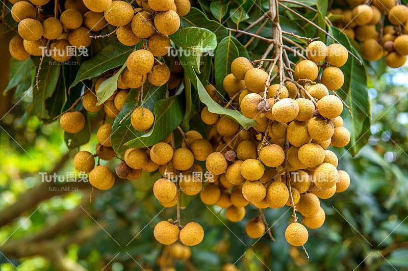 龙眼的orchards。