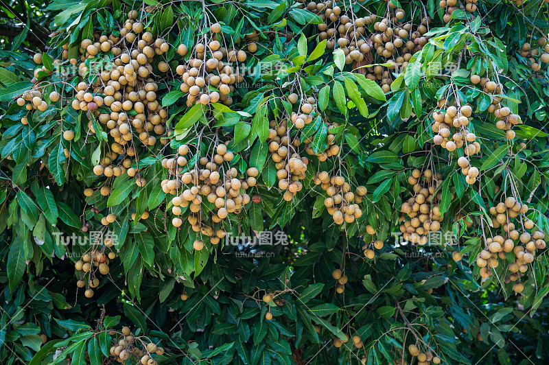 龙眼——热带水果，泰国兰汶的幼龙眼