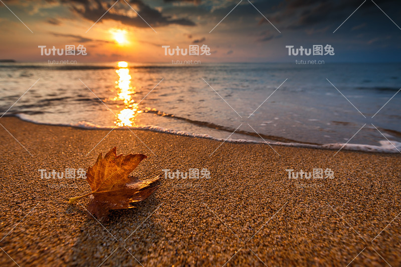 美丽的日出，越过大海和树叶。秋天的概念。