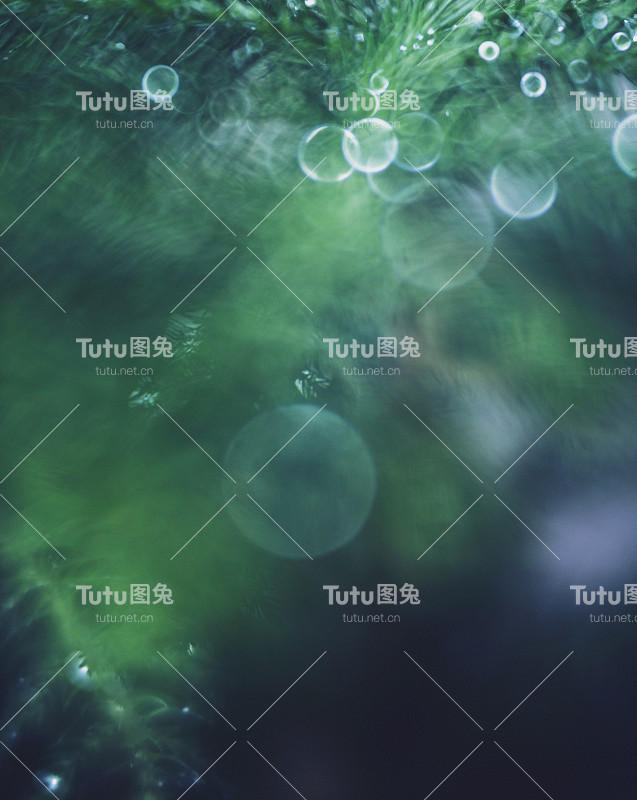 圣诞树的树枝背景用散景