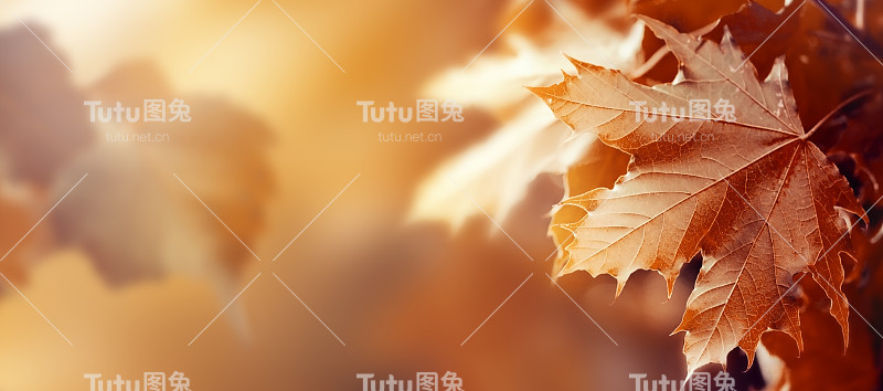 美丽的秋天背景与秋天的红叶和阳光在背景。秋季季节概念水平复制空间