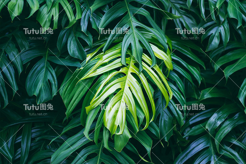 热带绿叶深色背景，自然夏季森林植物概念