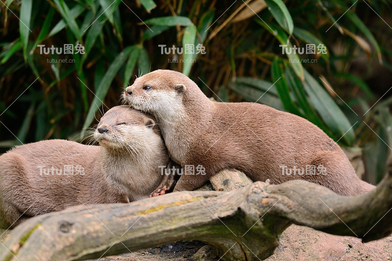 拥抱水獭