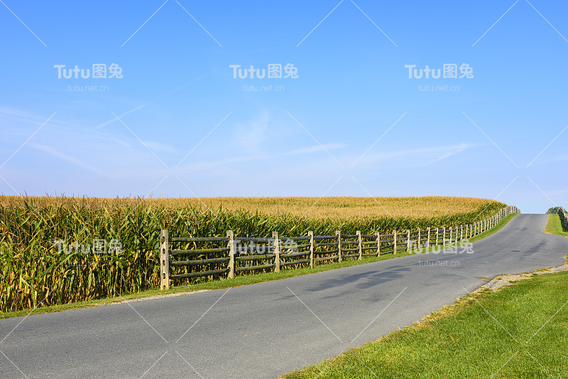 夏末沿着玉米地的乡间小路