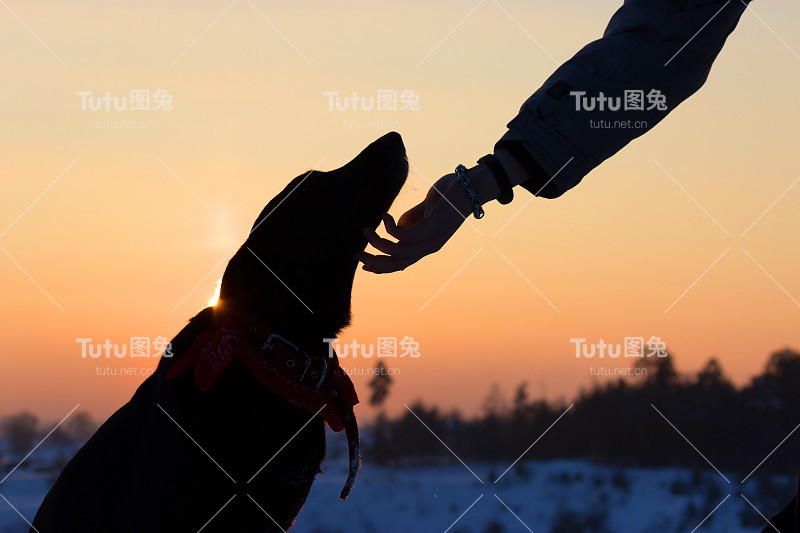 一个狗和人的手的剪影